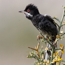 WARBLER  CYPRUS  male  CYPRUS.JPG