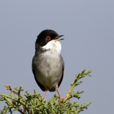 WARBLER  SARDINIAN   male   CYPRUS.JPG