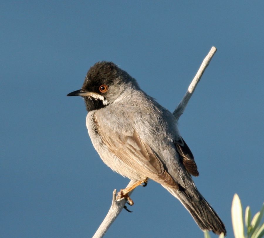 WARBLER..   RUPPELLS       male LESVOS.jpg