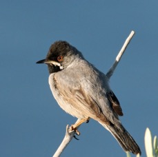 WARBLER..   RUPPELLS       male LESVOS.jpg
