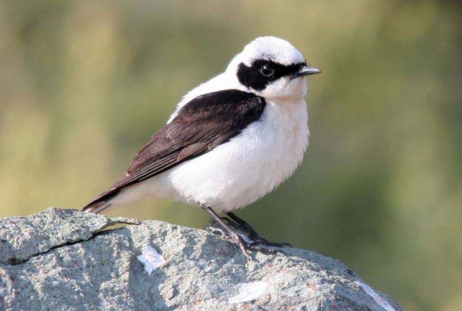 WHEATEAR..  BLACK- EARED..   male LESVOS.jpg