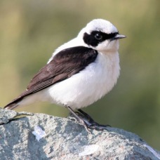 WHEATEAR..  BLACK- EARED..   male LESVOS.jpg