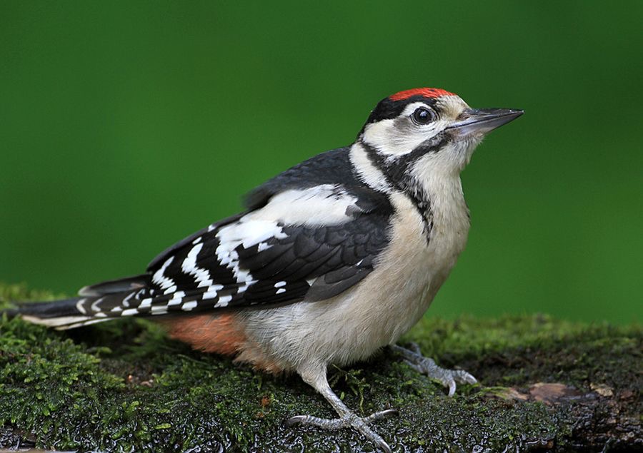 WOODPECKER GREAT SPOTTED  juv HUNGARY.jpg