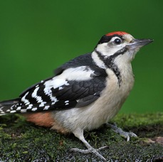 WOODPECKER GREAT SPOTTED  juv HUNGARY.jpg