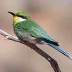 BEE-EATER  SWALLOW  TAILED.jpg
