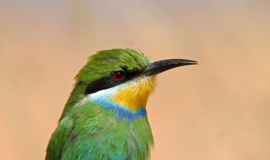 BEE-EATER  SWALLOW TAILED    headshot.jpg