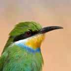 BEE-EATER  SWALLOW TAILED    headshot.jpg