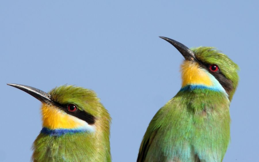 BEE-EATERS  SWALLOW  TAILED.jpg