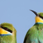 BEE-EATERS  SWALLOW  TAILED.jpg