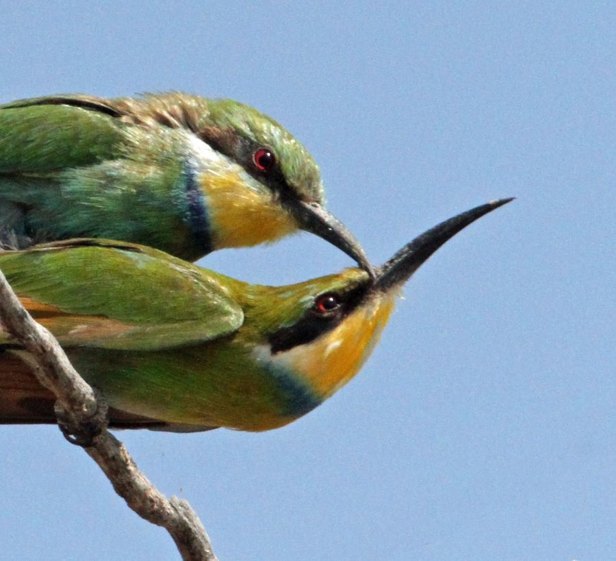 BEE-EATERS  SWALLOW TAILED mating.JPG