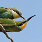 BEE-EATERS  SWALLOW TAILED mating.JPG
