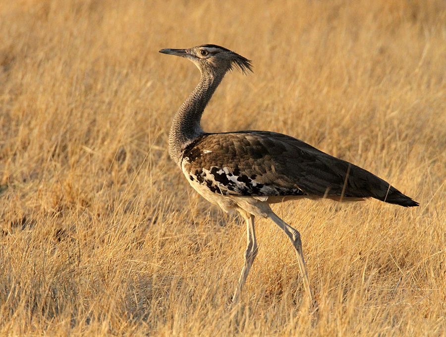 BUSTARD           KORI    at Sunset.jpg