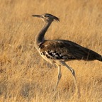 BUSTARD           KORI    at Sunset.jpg