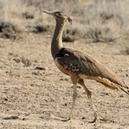 BUSTARD.         KORI.jpg
