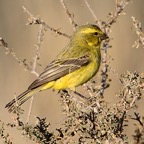 CANARY   YELLOW   male.jpg