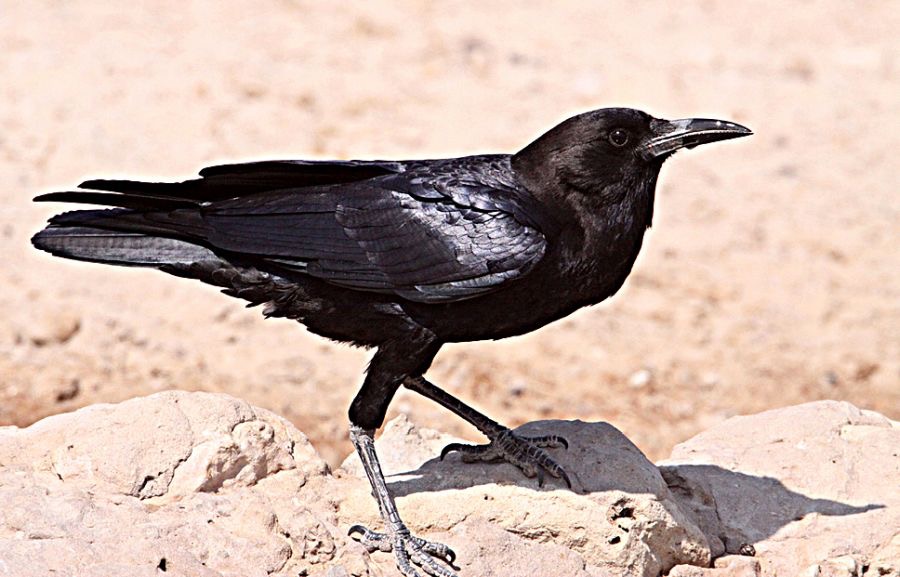 CROW.           CAPE BLACK.jpg