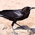 CROW.           CAPE BLACK.jpg