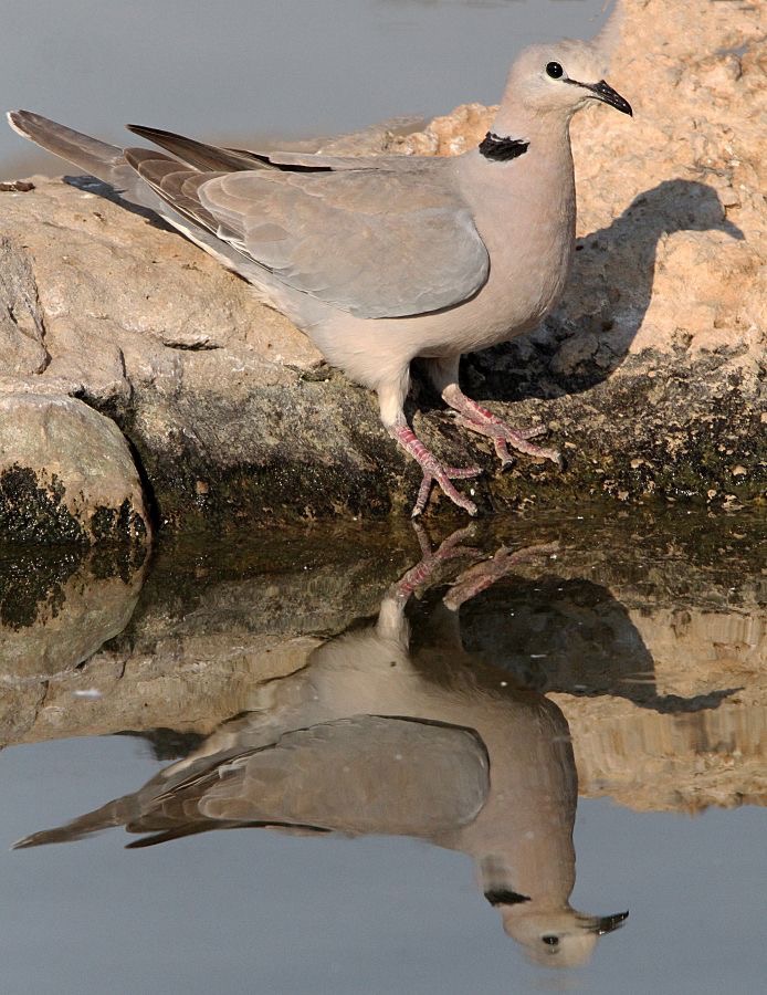 DOVE              CAPE TURTLE  reflection.jpg
