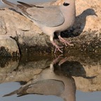 DOVE              CAPE TURTLE  reflection.jpg