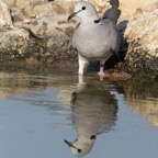 DOVE      CAPE TURTLE  reflections.JPG