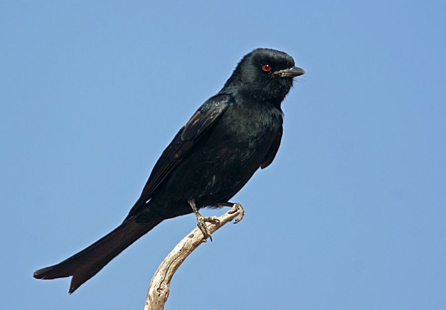 DRONGO       FORK  TAILED.jpg