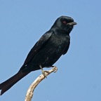 DRONGO       FORK  TAILED.jpg