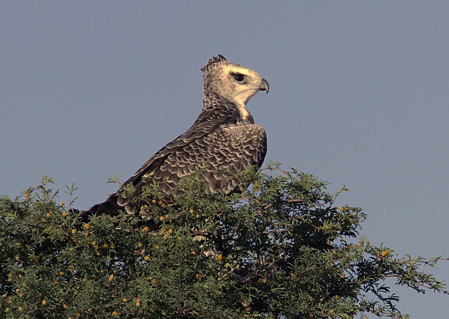 EAGLE      MARTIAL   immature.jpg
