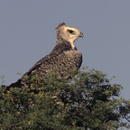EAGLE      MARTIAL   immature.jpg