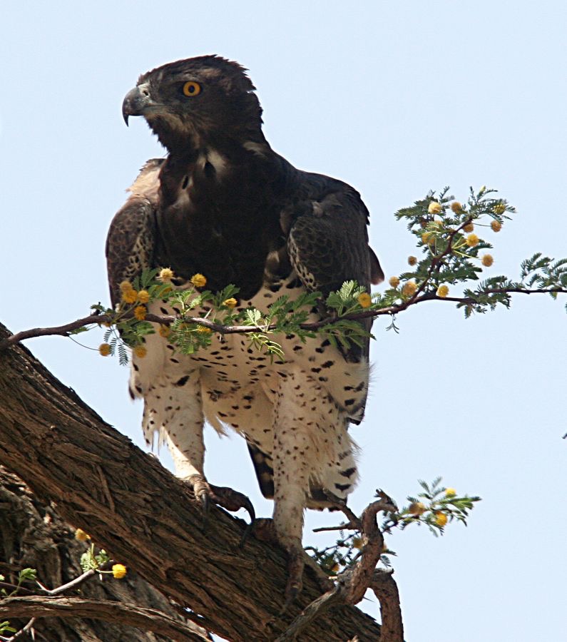 EAGLE      MARTIAL.jpg