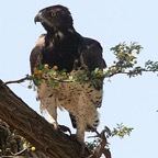 EAGLE      MARTIAL.jpg