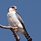 FALCON     PYGMY.jpg
