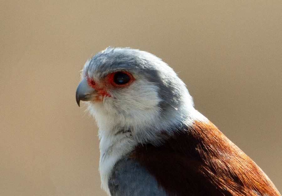 FALCON   PYGMY  female.JPG