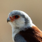 FALCON   PYGMY  female.JPG