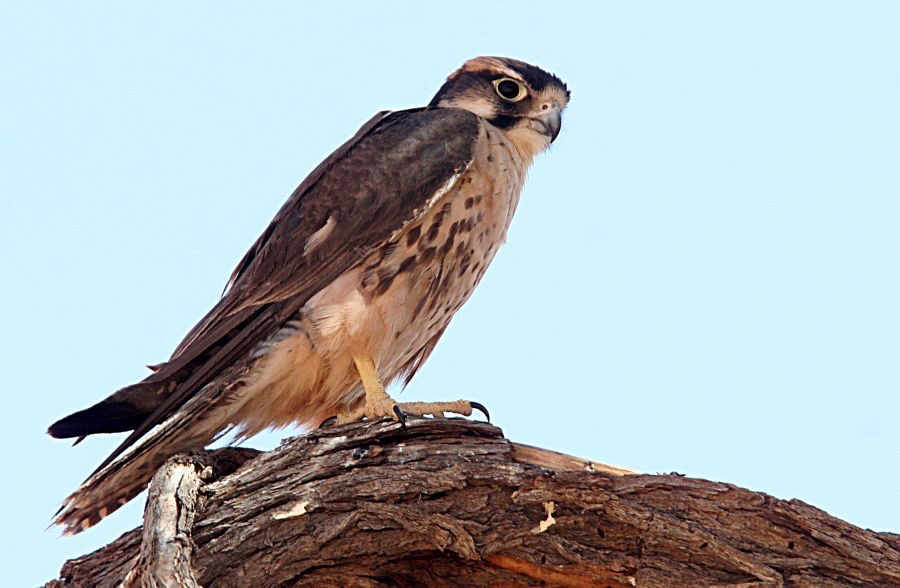 FALCON.    LANNER    immature.jpg