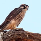 FALCON.    LANNER    immature.jpg