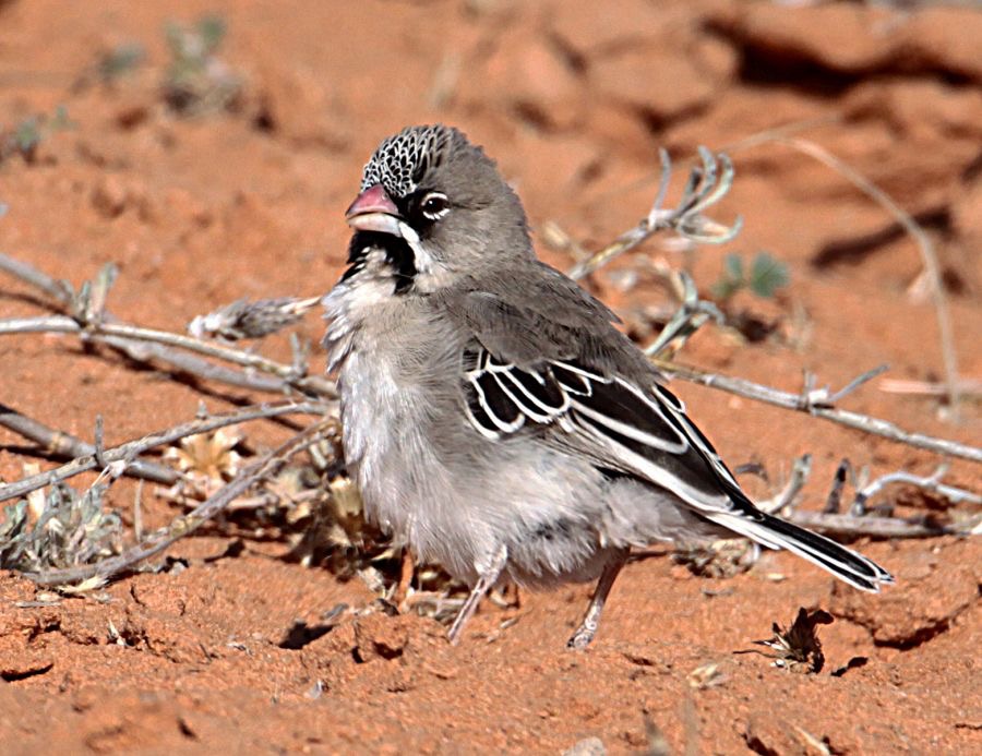 FINCH          SCALY      FEATHERED.jpg