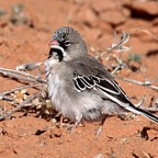 FINCH          SCALY      FEATHERED.jpg