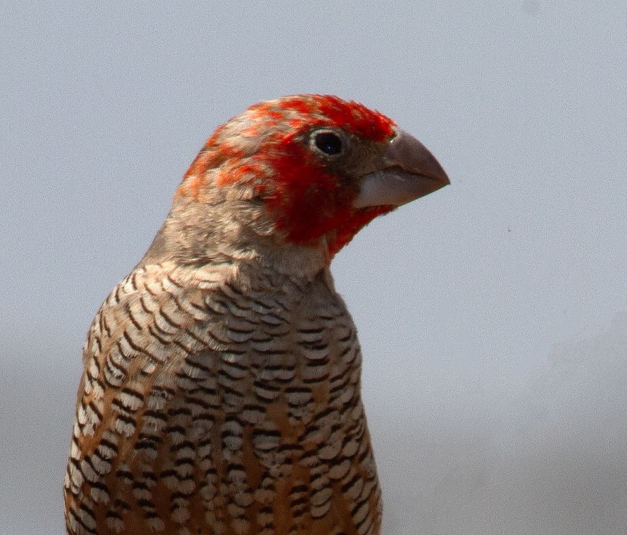 FINCH.          RED-HEADED  male.jpg