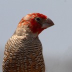 FINCH.          RED-HEADED  male.jpg