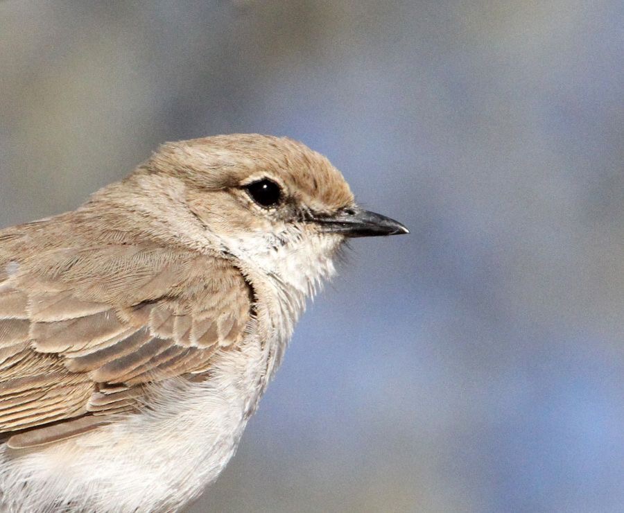 FLYCATCHER    MARICO.JPG