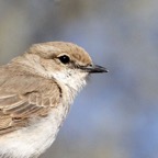 FLYCATCHER    MARICO.JPG