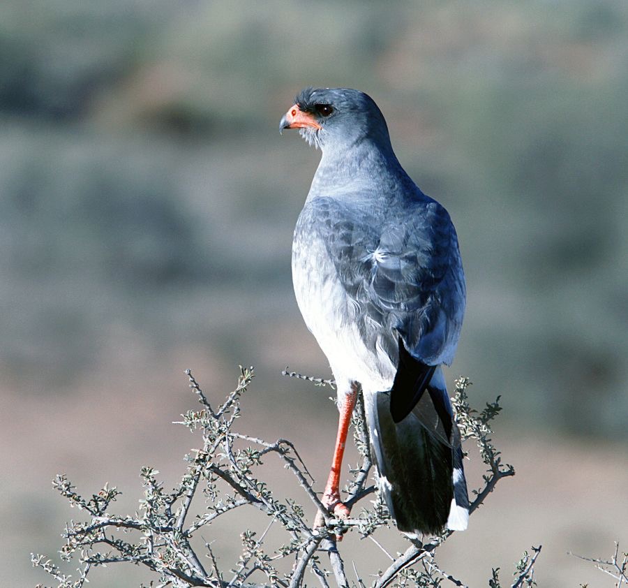 GOSHAWK      PALE     CHANTING.jpg