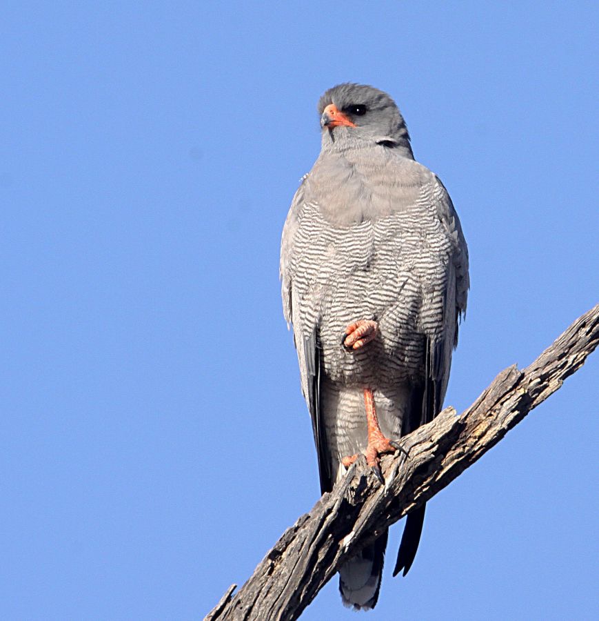 GOSHAWK     PALE   CHANTING.jpg