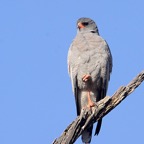 GOSHAWK     PALE   CHANTING.jpg