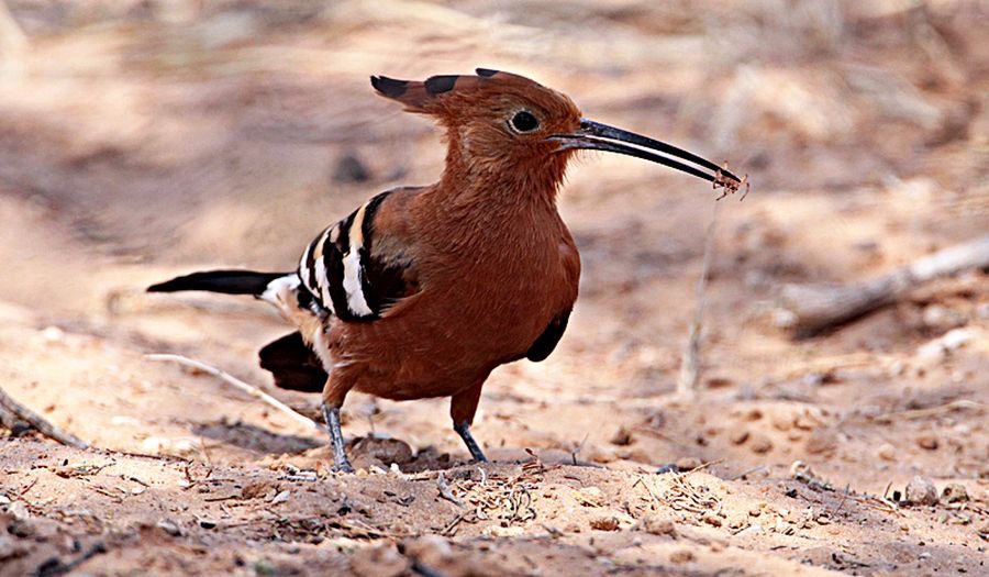 HOOPOE  AFRICAN.jpg