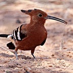 HOOPOE  AFRICAN.jpg
