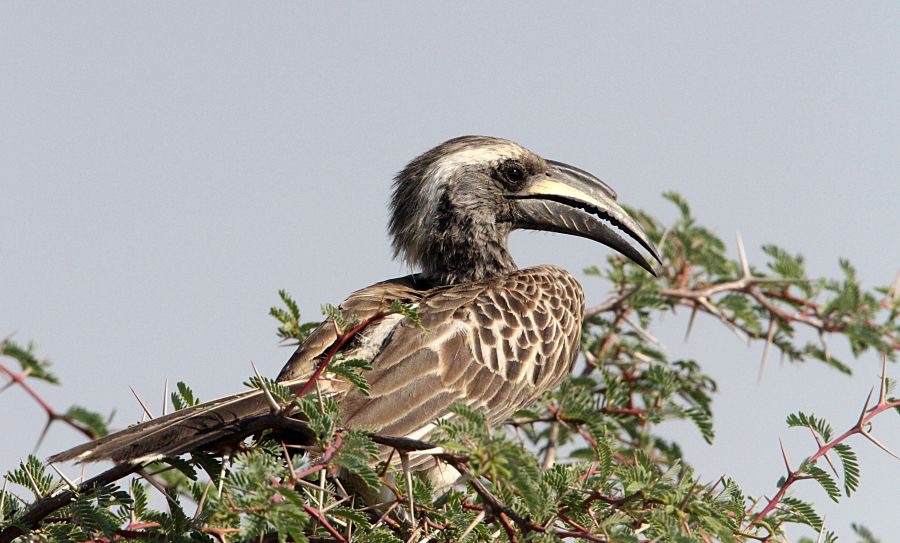 HORNBILL      GREY.jpg