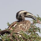 HORNBILL      GREY.jpg
