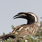 HORNBILL     GREY.jpg