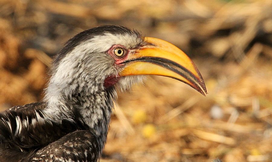 HORNBILL   SOUTHERN  YELLOW.jpg